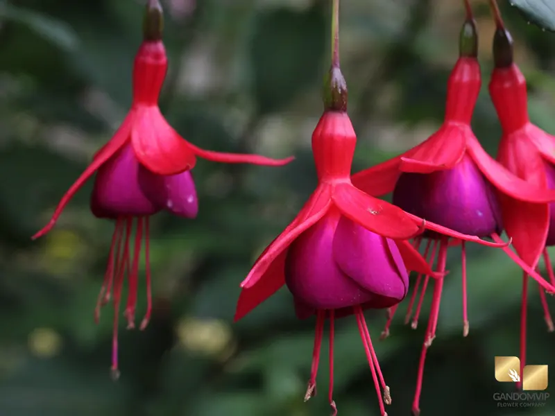 Fuchsia| گل گوشواره ای