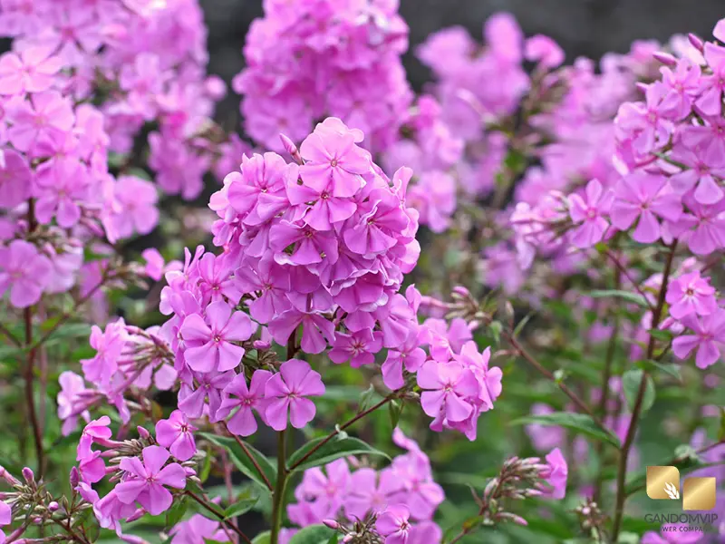 Garden Phlox|phlox بلند (Phlox paniculata)