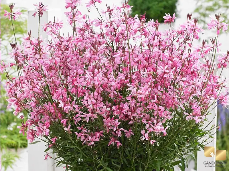 Gaura|گل گاورا (پروانه‌ای)