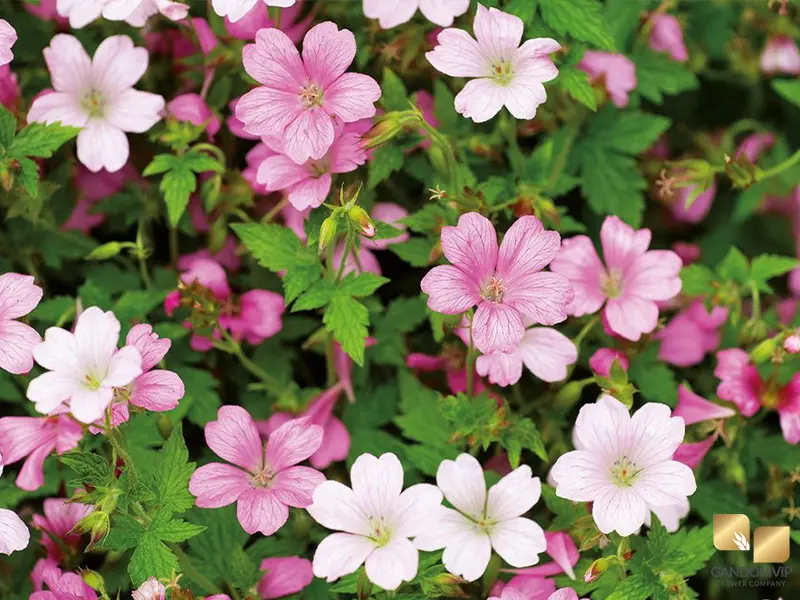 GeraniumHardy |Geranium| شمعدانی دائمی