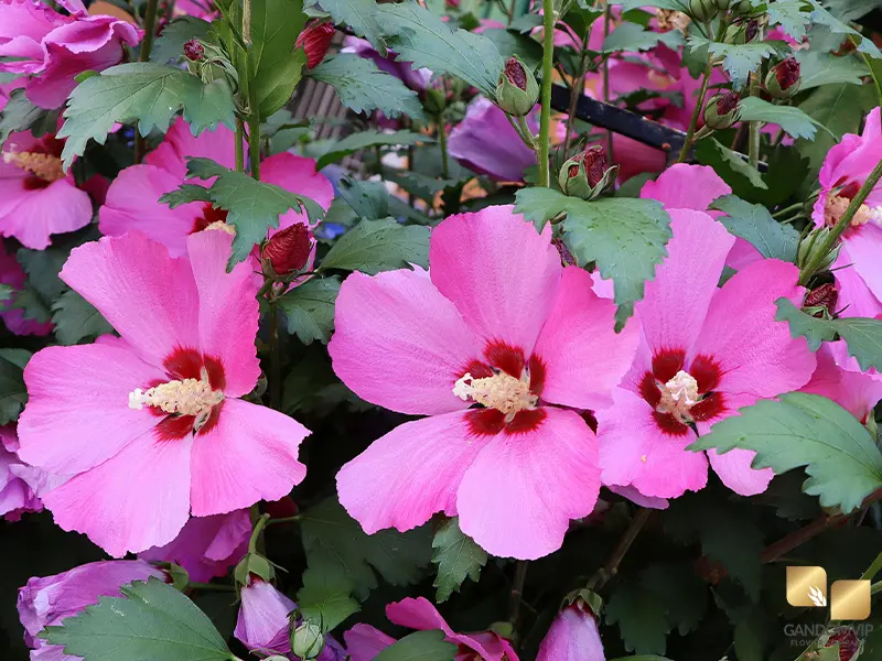 Hibiscus|ختمی چینی (هیبیسکوس)