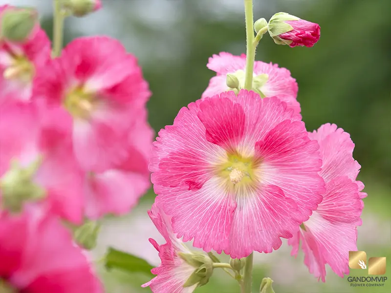 Hollyhock|نام فارسی: گل ختمی