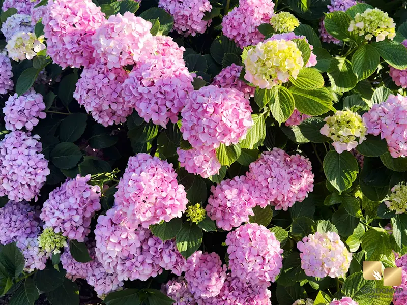 Hydrangea|گل هورتانسیا (ادریسی)