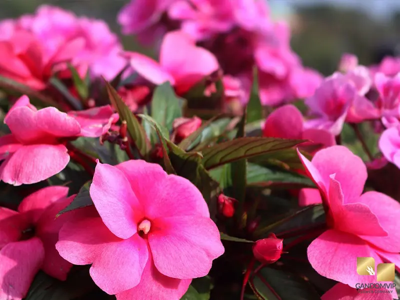 Impatiens|گل حنا 