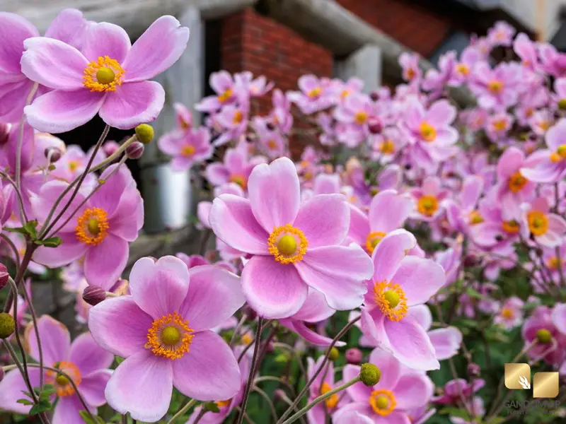 Japanese Anemone|Japanese Anemone