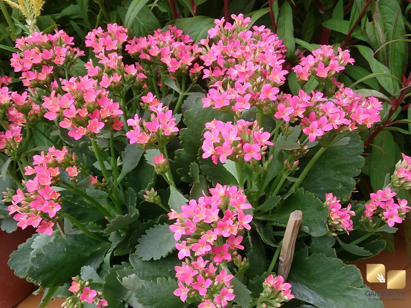 Kalanchoe|گل کالانکوئه