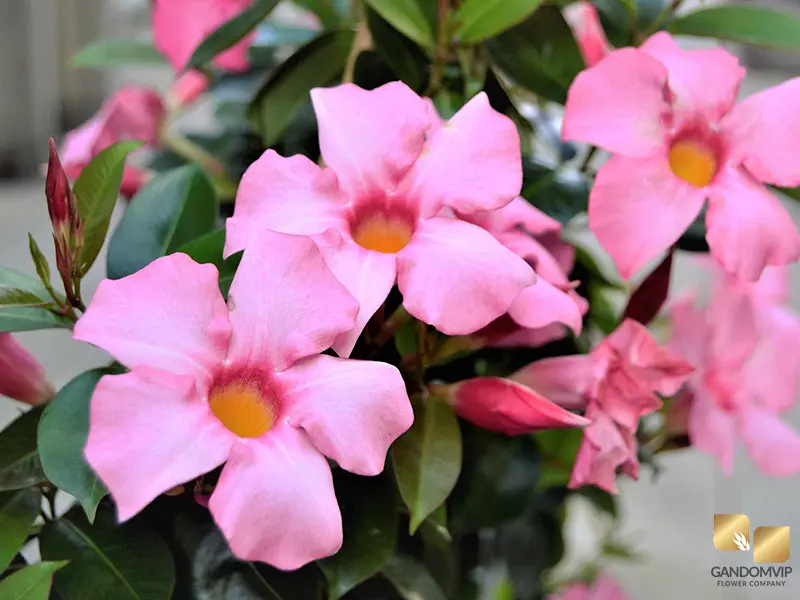Mandevilla| گل ماندویلا