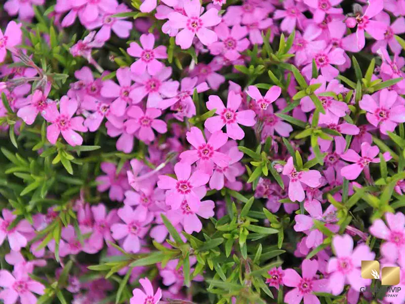 Moss Phlox|خزه صورتی