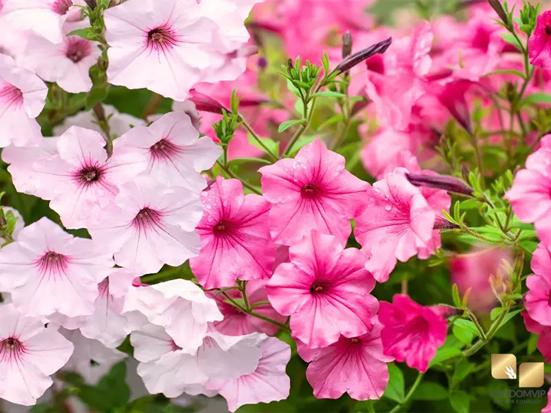 Petunia| گل پنتونیا