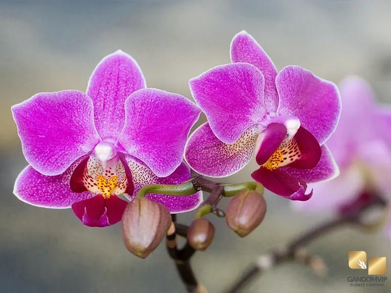 Phalaenopsis Orchid| گل ارکیده 