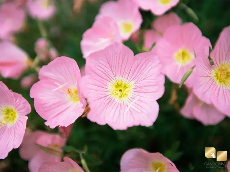 Primrose|گل پامچال