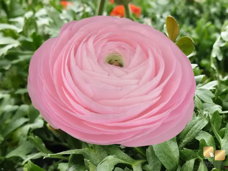 Ranunculus|گل آلاله