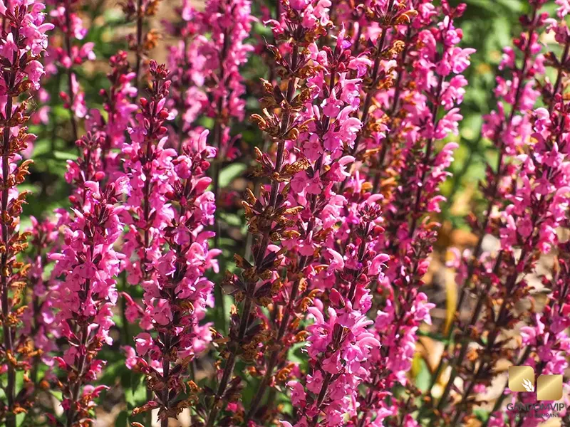 Salvia (Ornamental)|مریم گلی زینتی