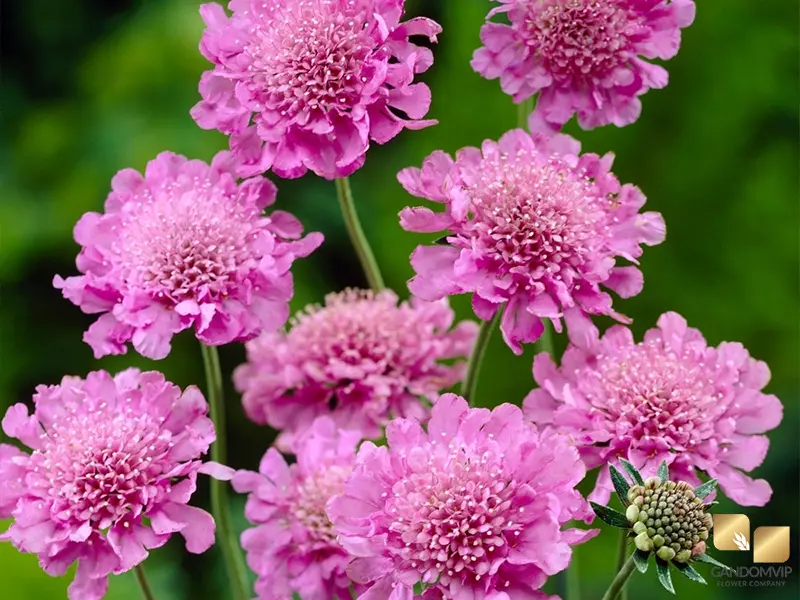 Scabiosa|اسکابیوزا (گل بالشتی)