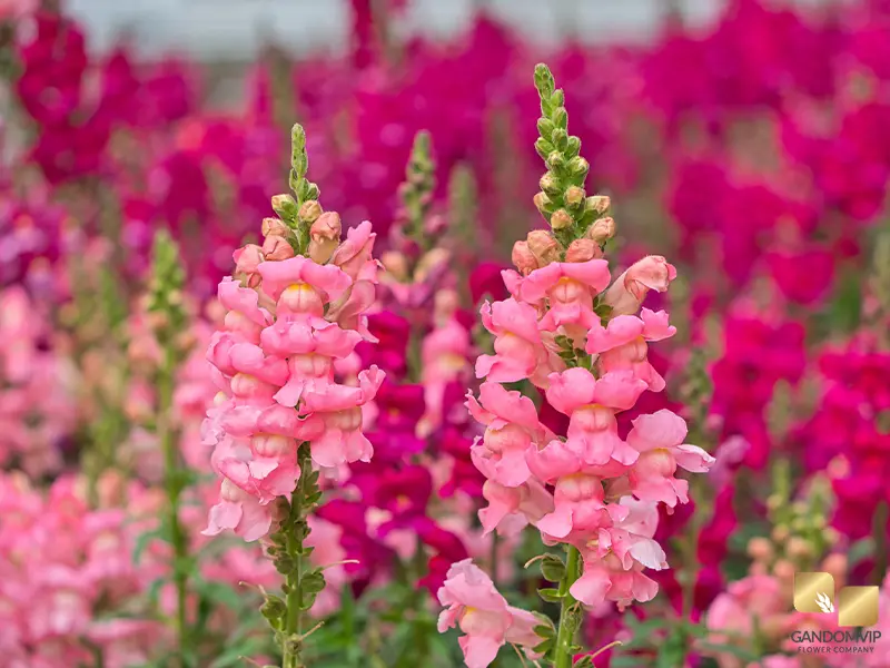 Snapdragon| گل میمون