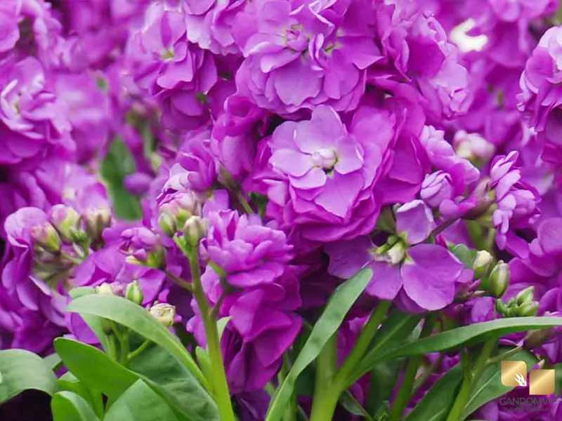 Stock Flower| گل شب بو