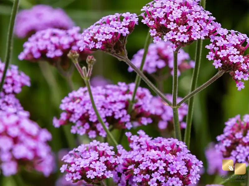 Verbena| گل شاه‌پسند