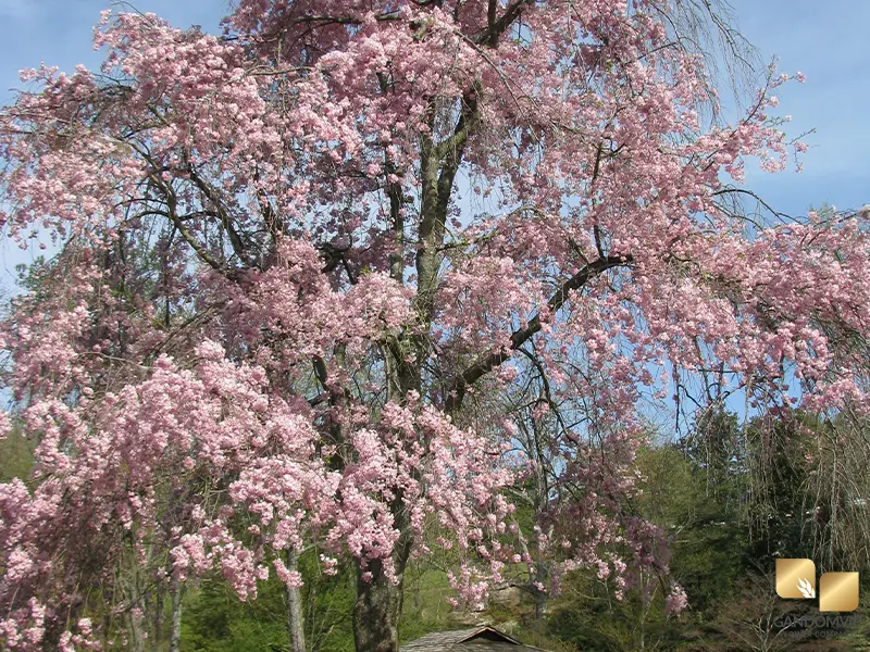 گل شکوفه های ژاپنی گیلاس صورتی