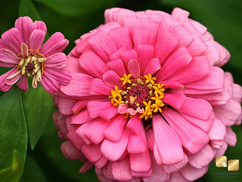 Zinnia| گل آهار