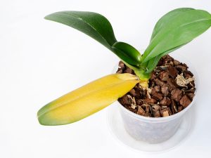 دلایلی که گل ارکیده شکوفا نمیشود