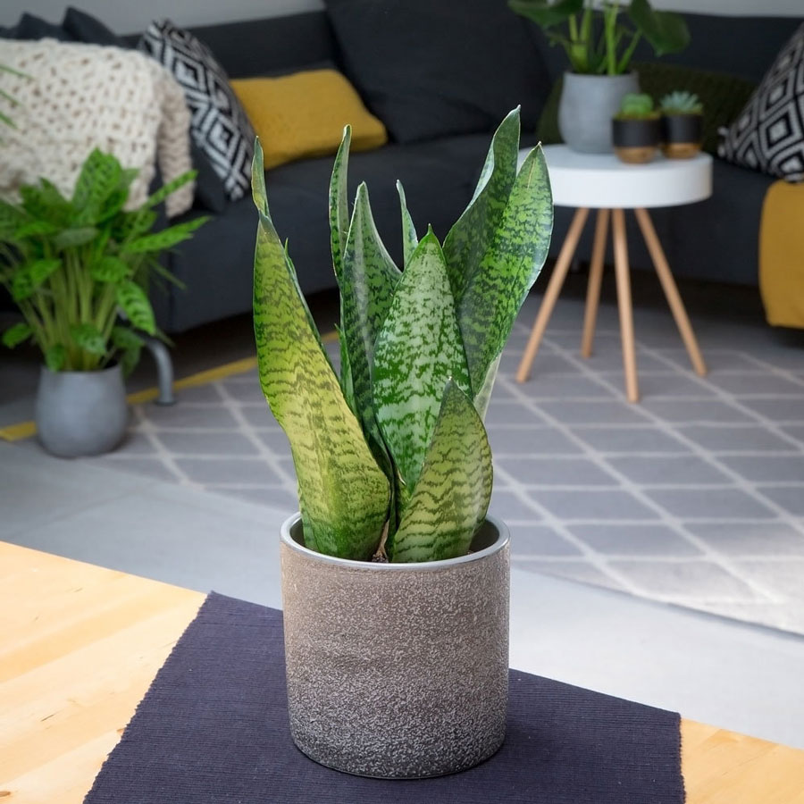 سانسوریا SNAKE PLANT