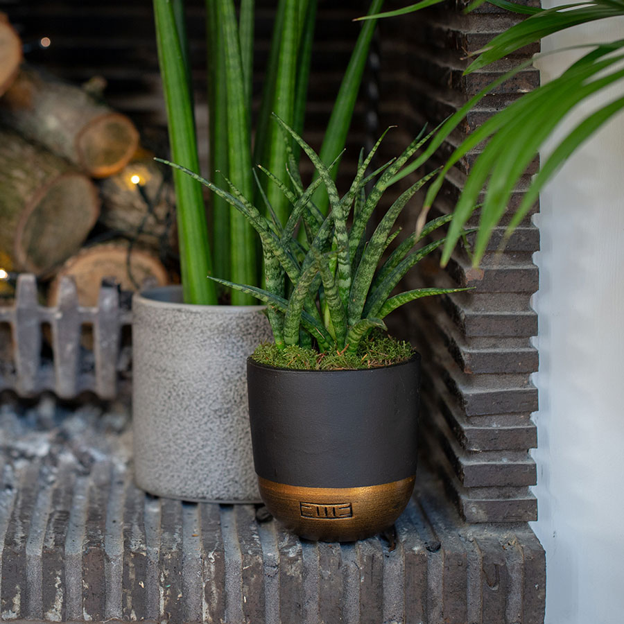سانسوریا SANSEVIERIA PUNK