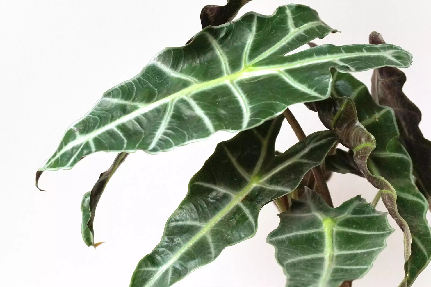 گیاهان گرمسیری