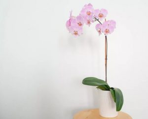 گیاه گرمسیری