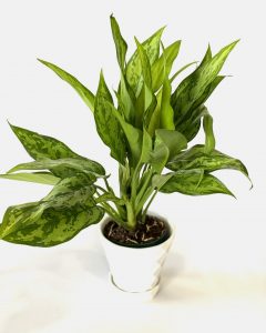 گیاه آگلونما