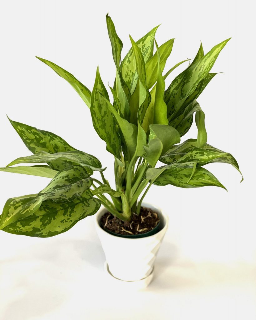 گیاه آگلونما