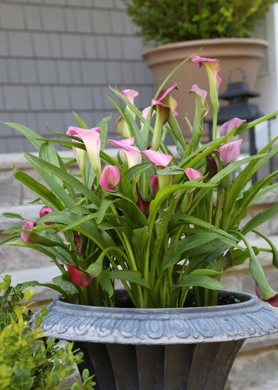 لیلیوم کالا CALLA LILIES