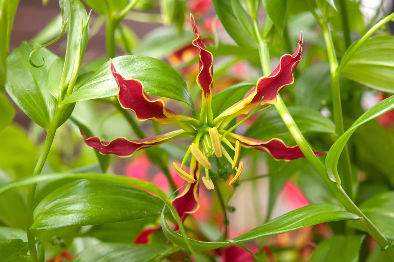 گل لیلیوم Gloriosa
