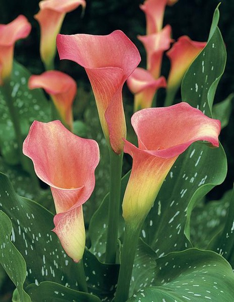 لیلیوم کالا CALLA LILIES