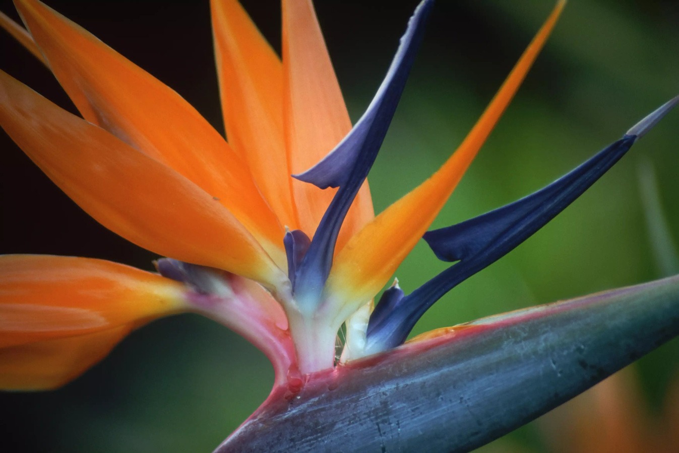 گیاهان گرمسیری