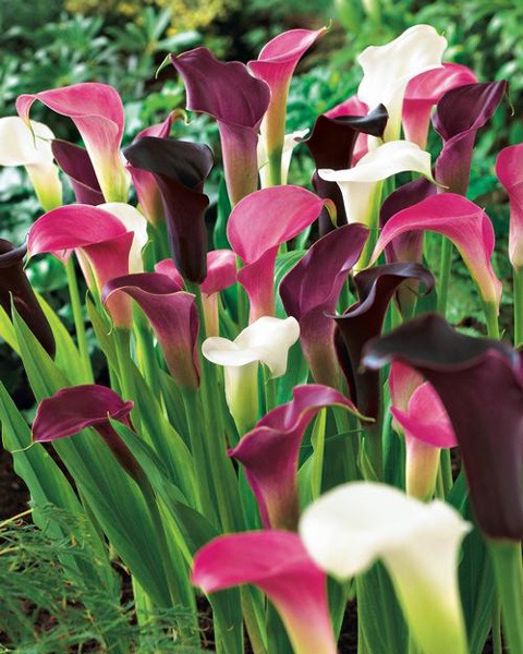 لیلیوم کالا CALLA LILIES