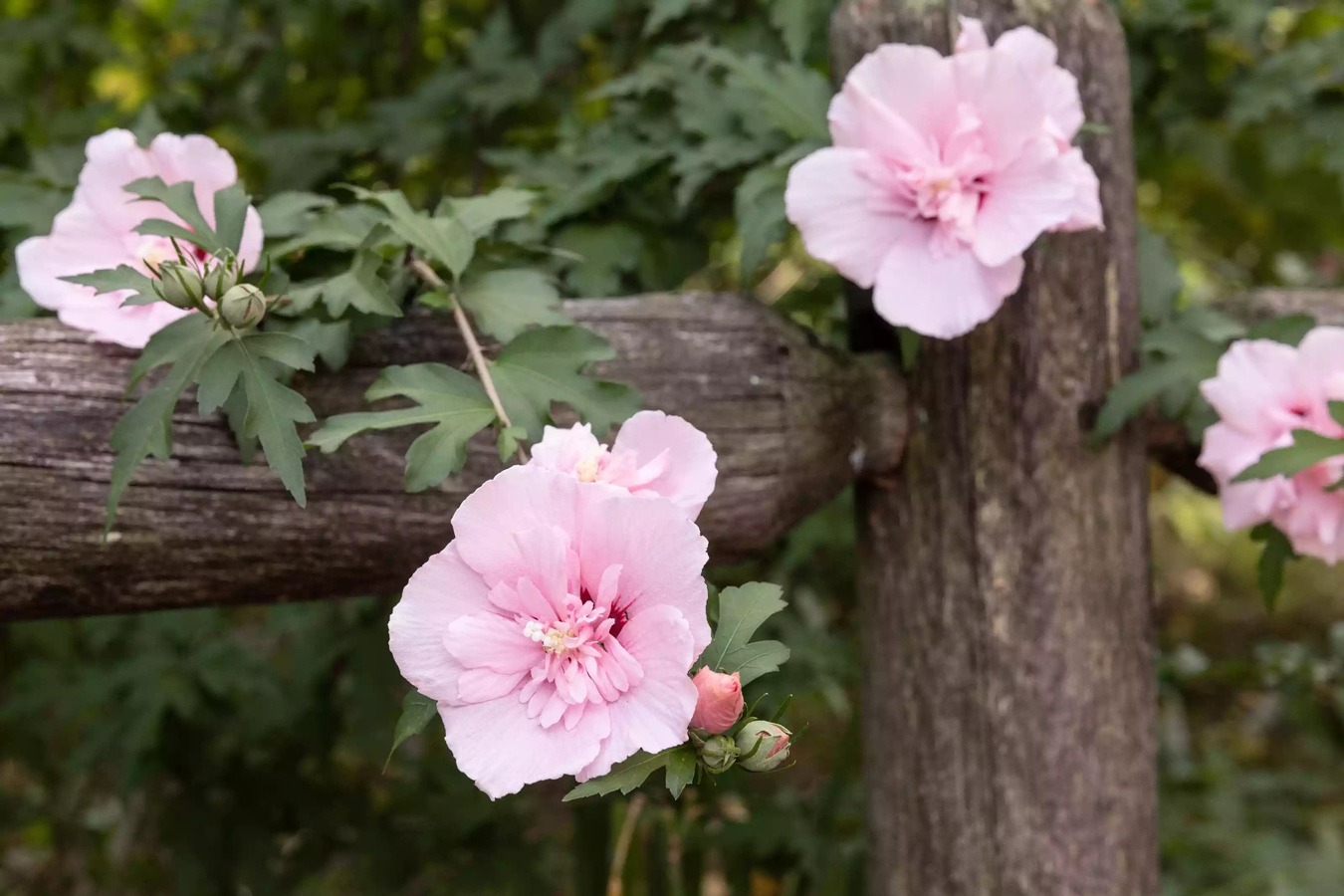 درختچه گلدار برای باغچه