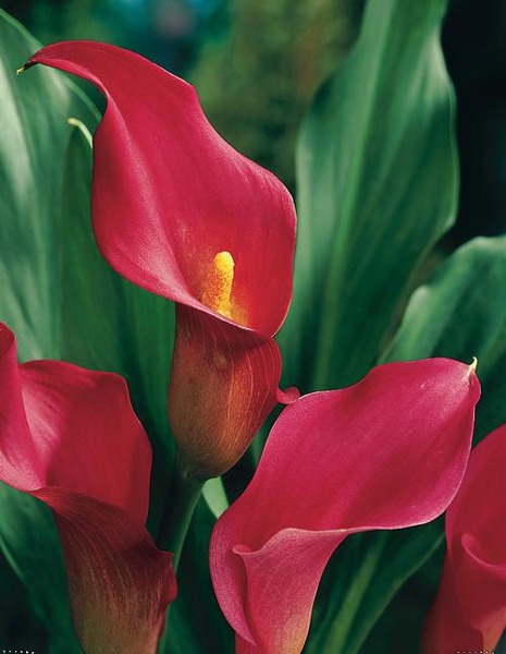 لیلیوم کالا CALLA LILIES