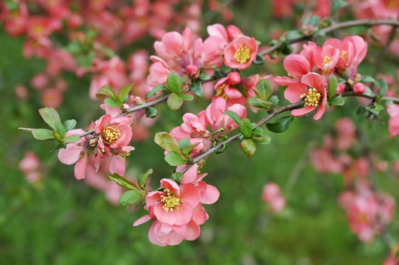 درختچه گلدار برای باغچه
