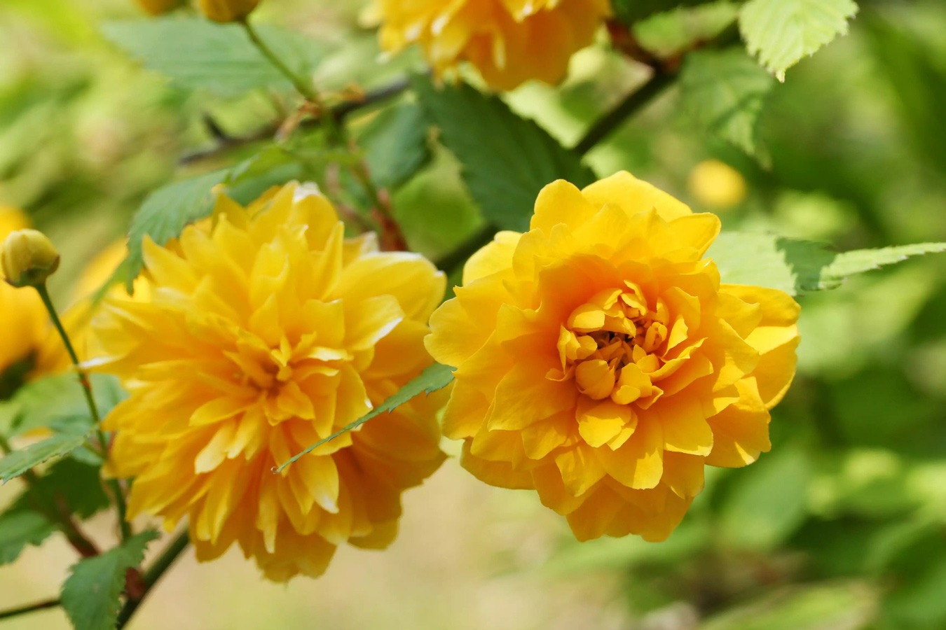 درختچه گلدار برای باغچه