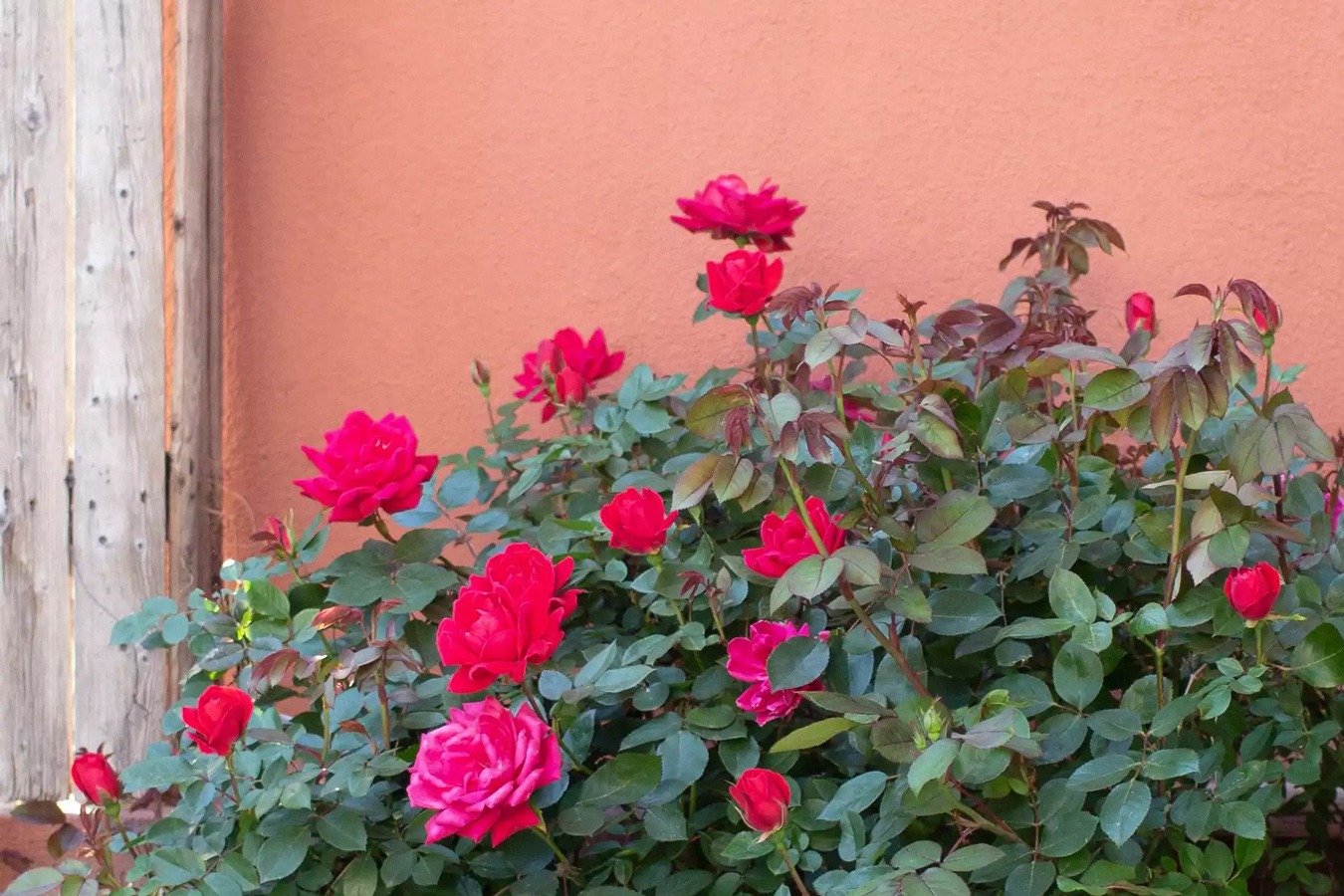 درختچه گلدار برای باغچه