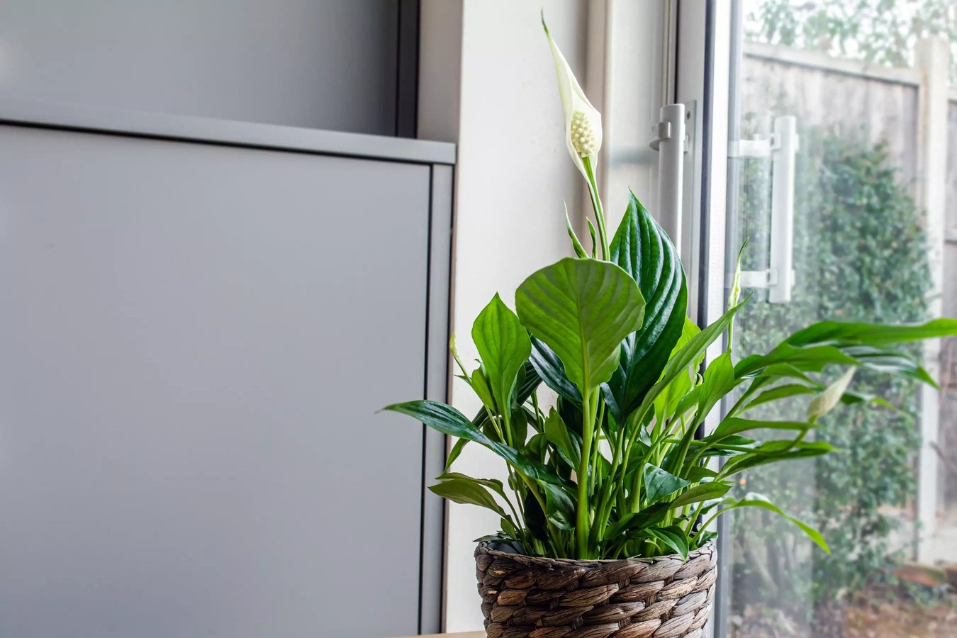 گیاهان گرمسیری