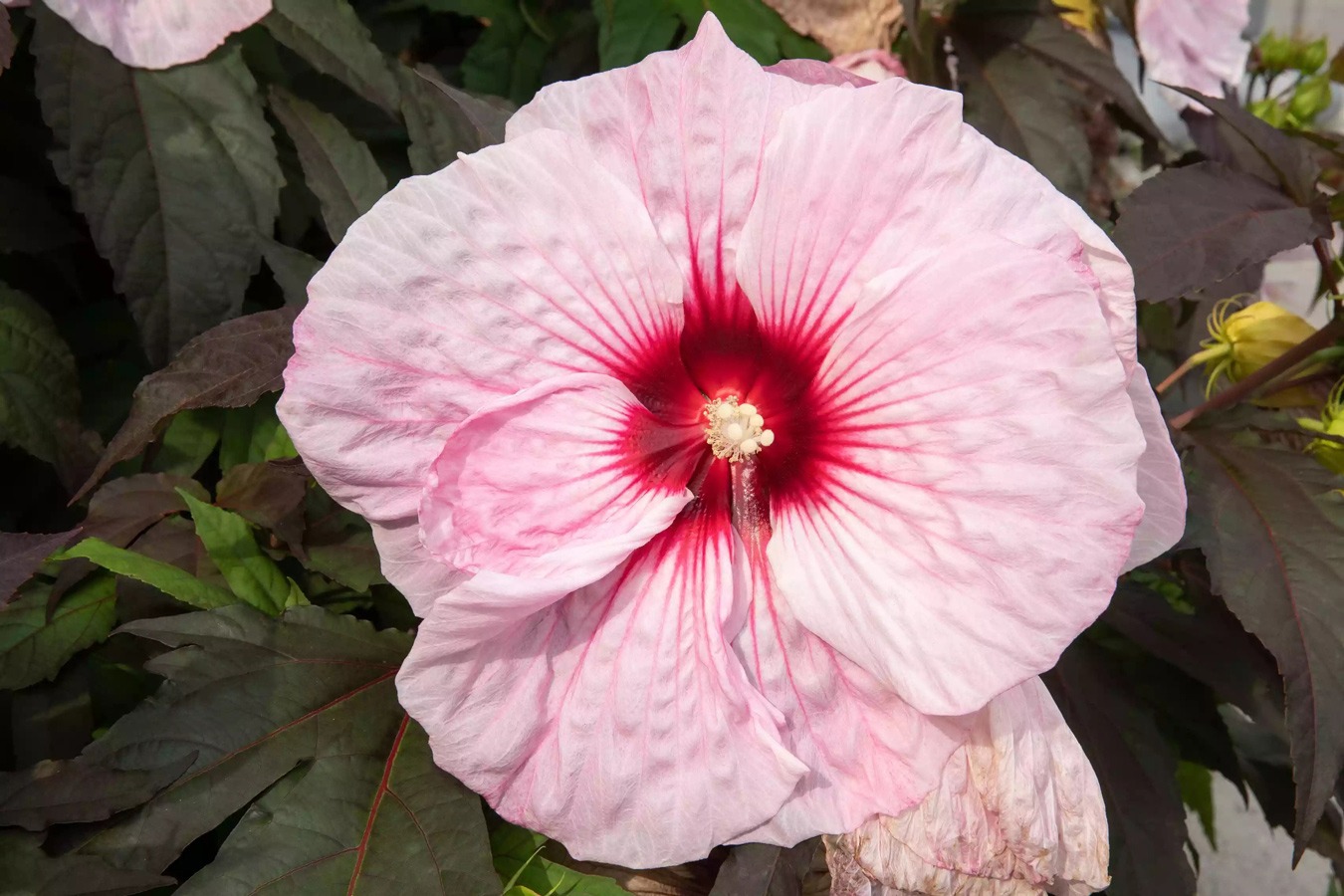 درختچه گلدار برای باغچه