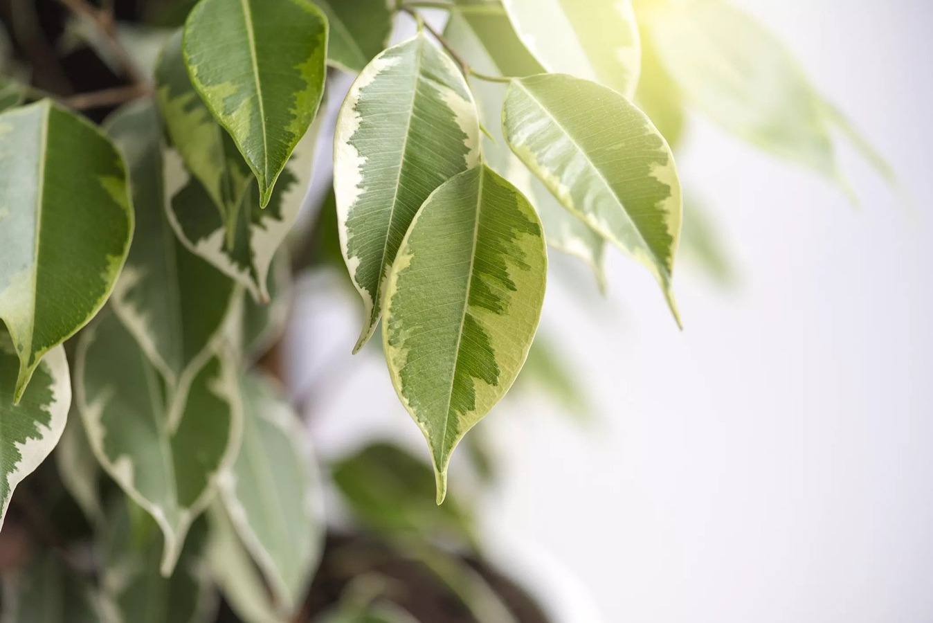 گیاهان گرمسیری