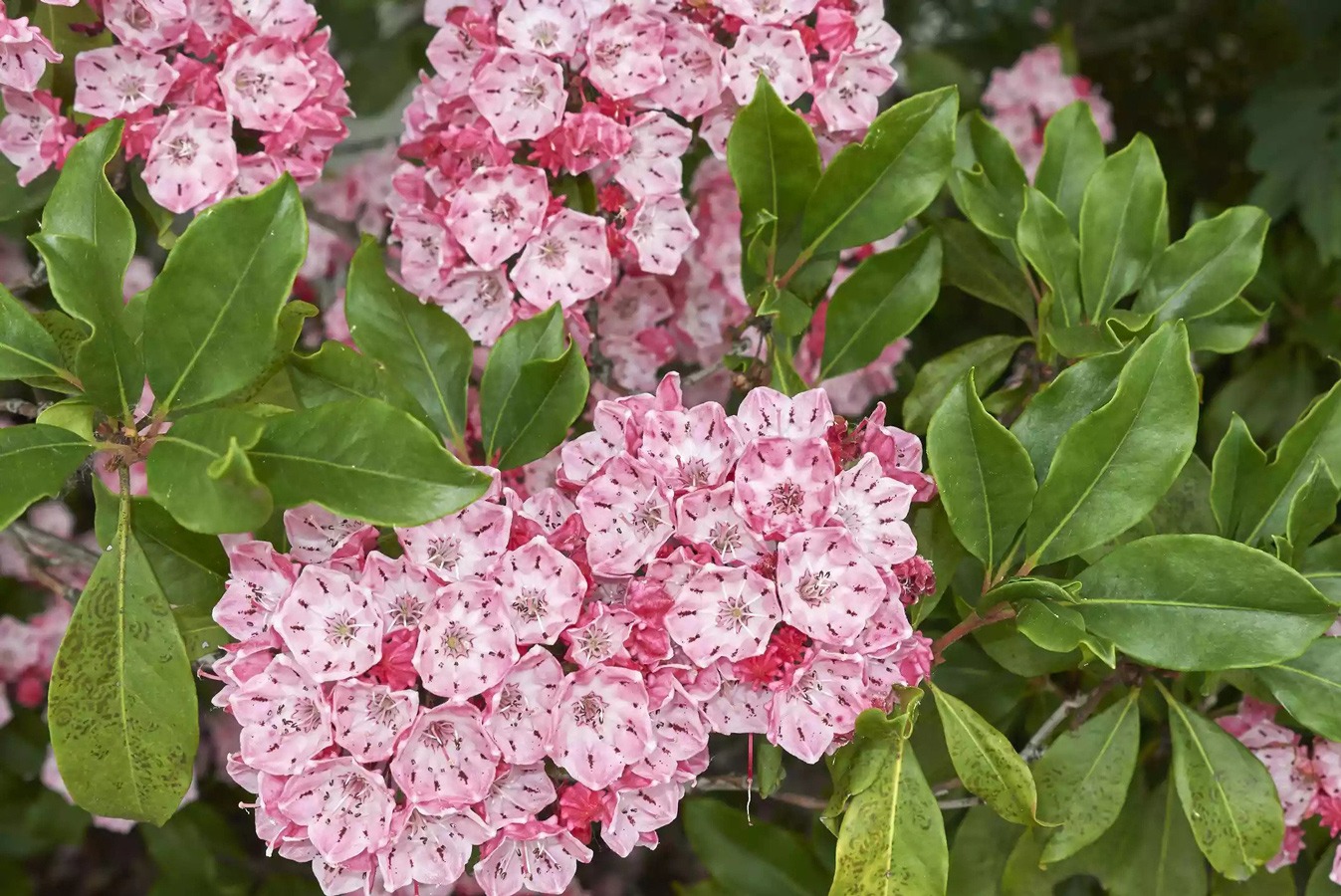 درختچه گلدار برای باغچه