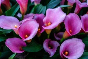 لیلیوم کالا CALLA LILIES