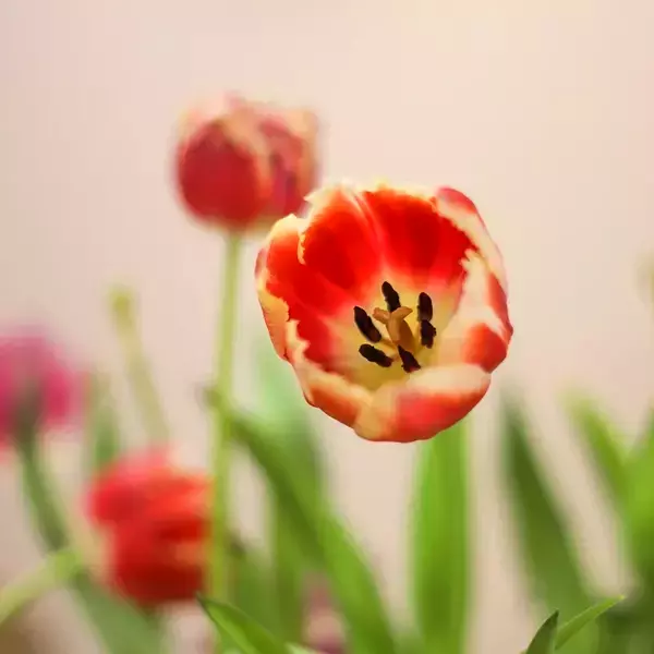 زیباترین گل های لاله