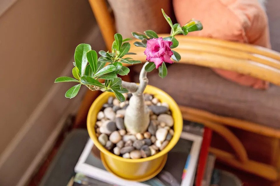 گل رز بیابانی
