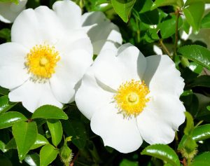 گل رز چروکی