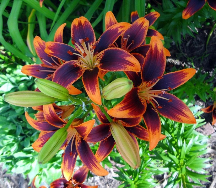 لیلیوم آسیایی