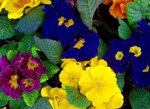 معطرترین گل ها